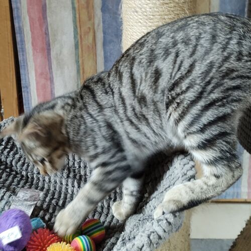 Katze