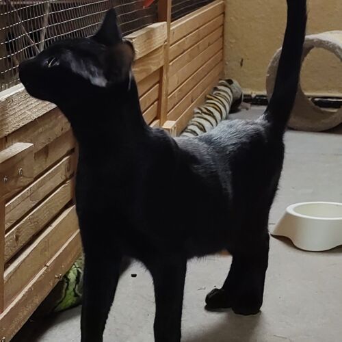 Katze