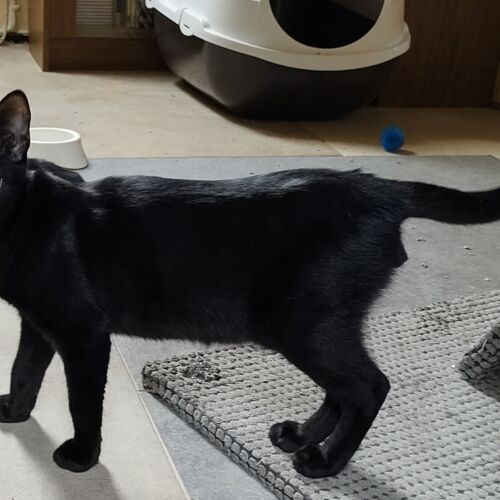 Katze