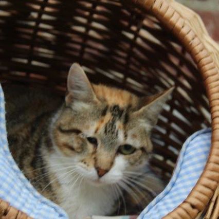 Katze