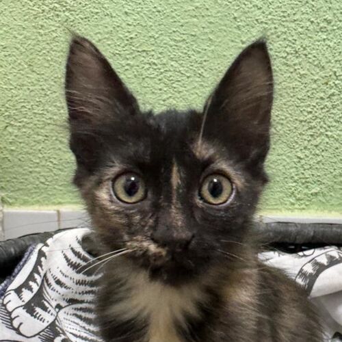 Katze