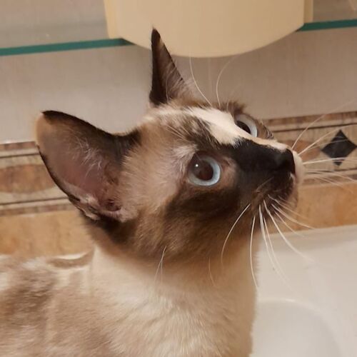 Katze