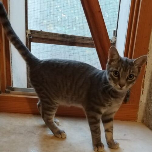 Katze
