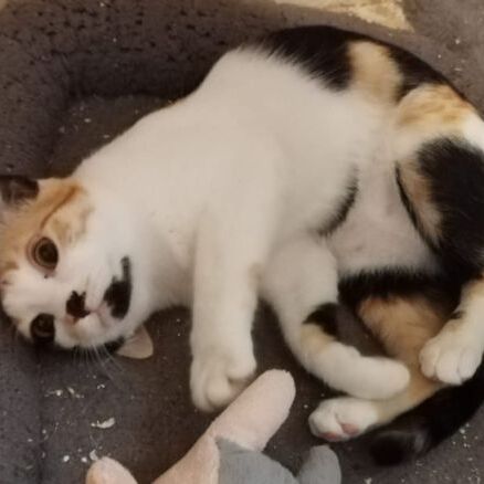 Katze
