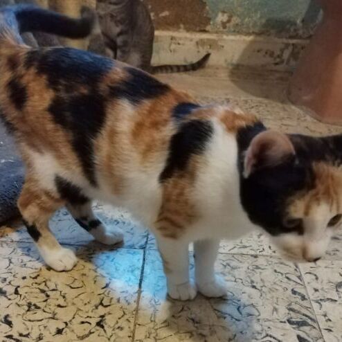 Katze