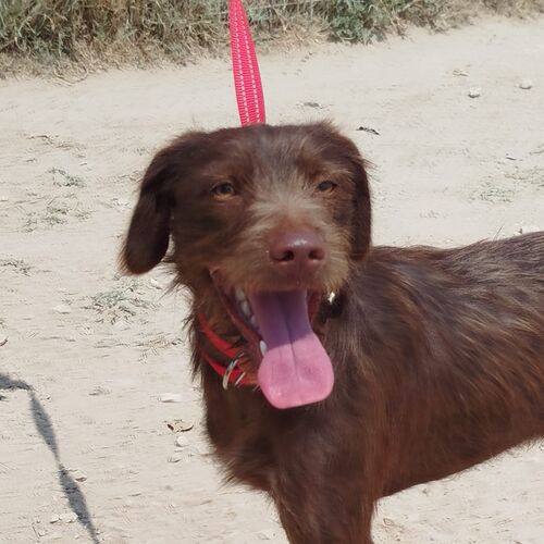 Tinto