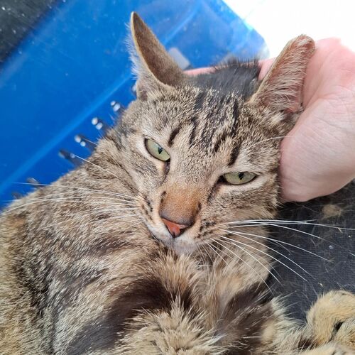 Katze