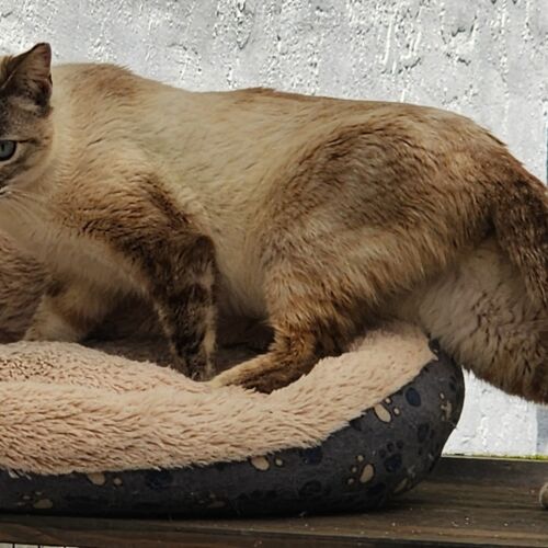 Katze