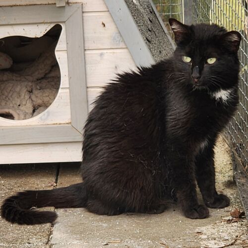 Katze