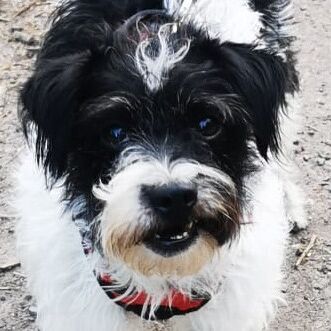 Filou