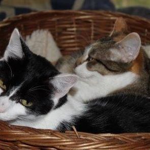 Katze