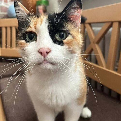 Merida