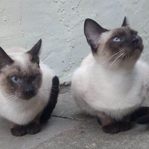 Katze