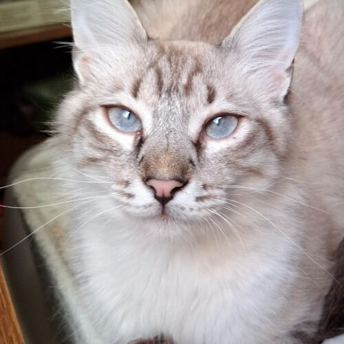 Katze