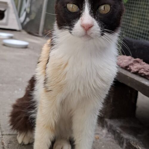 Katze