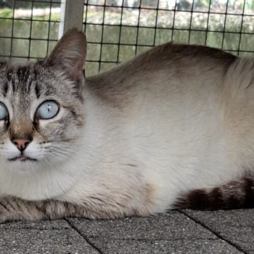 Katze