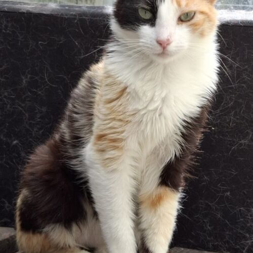 Katze