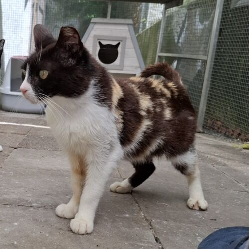 Katze
