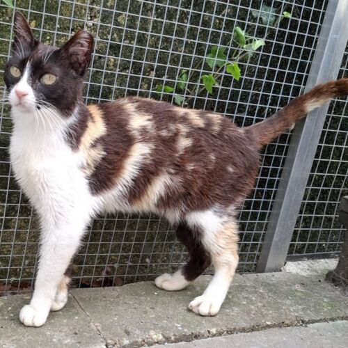 Katze