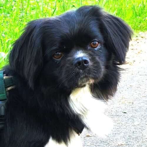 Blacky
