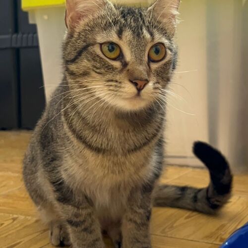 Katze