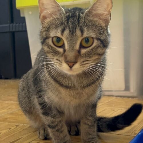 Katze