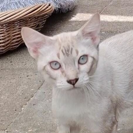Katze