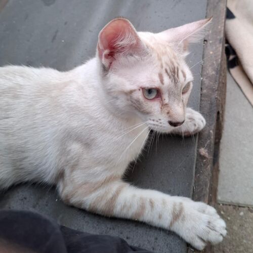Katze
