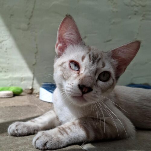 Katze