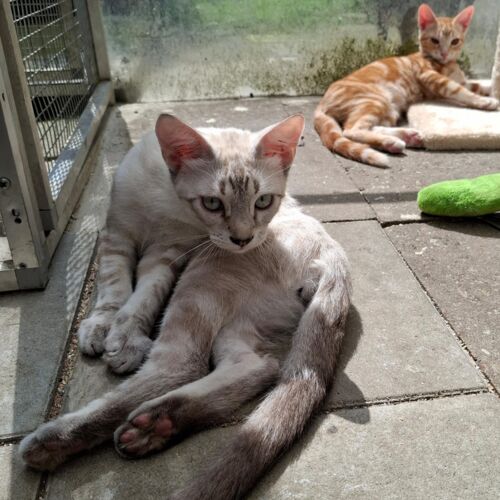 Katze