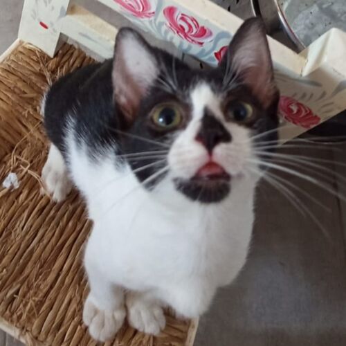 Katze