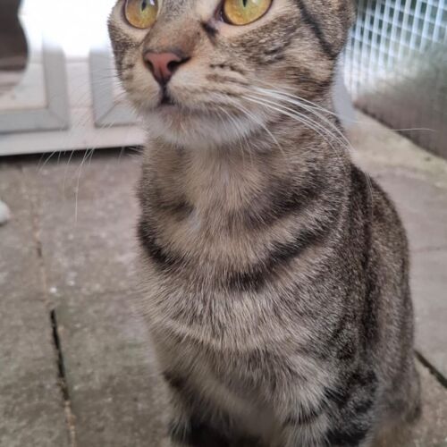 Katze