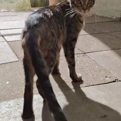 Katze