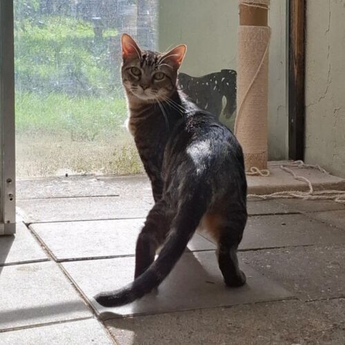 Katze