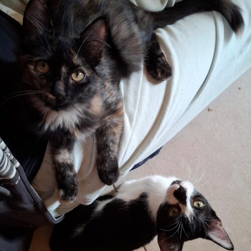 Katze