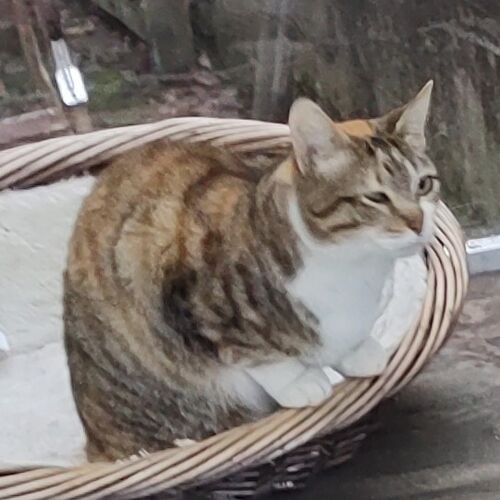 Katze