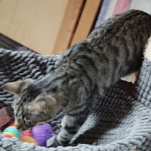 Katze