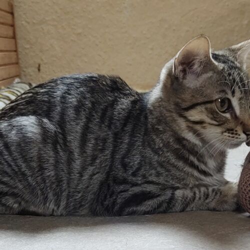Katze