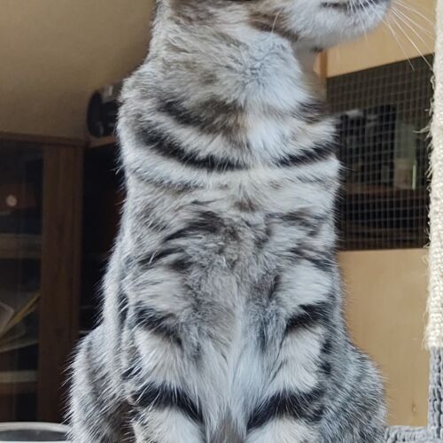 Katze