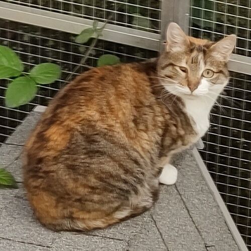 Zenzi