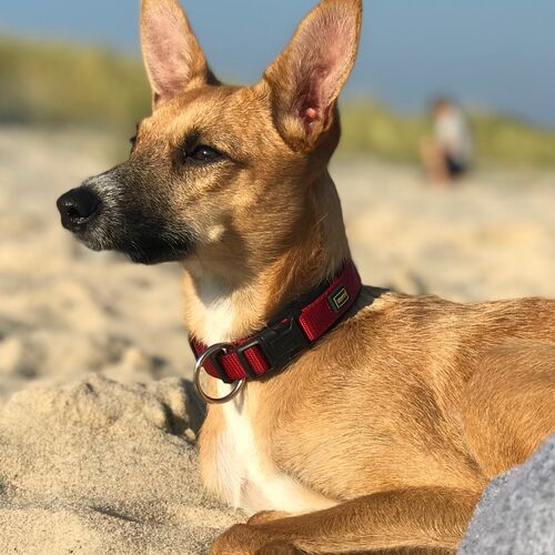 Suki