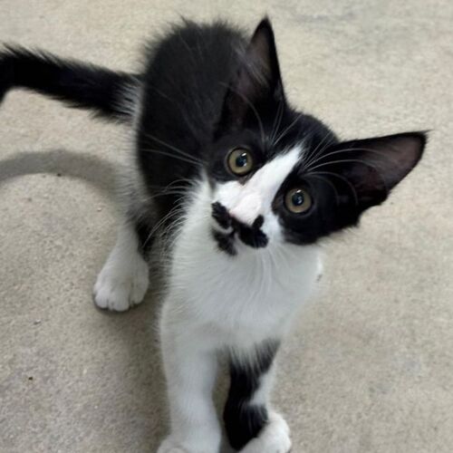 Katze