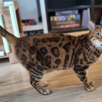 Katze
