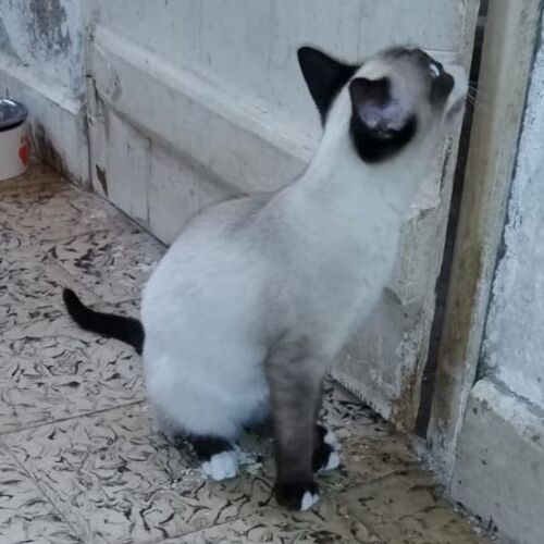Katze