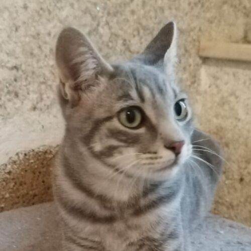 Katze