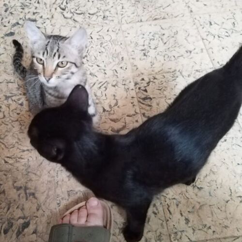 Katze