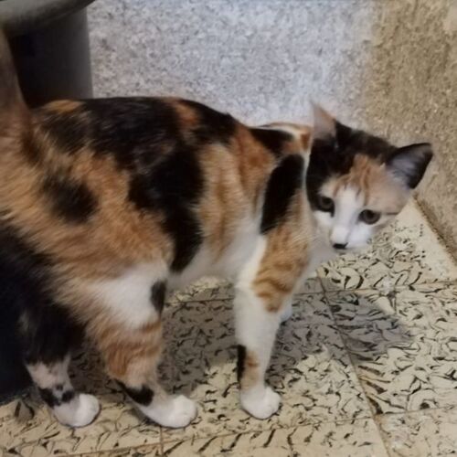 Katze