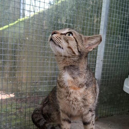 Katze