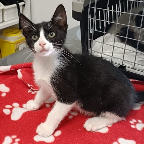 Oreo