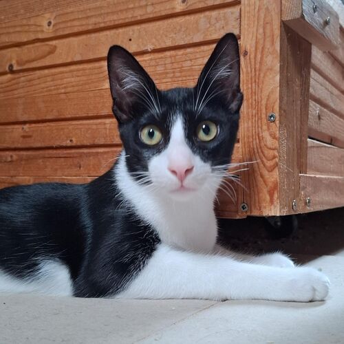 Oreo